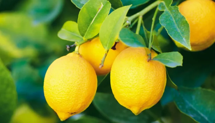Lemons: One of the World’s Healthiest Foods